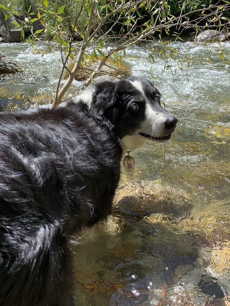 Emotional Support Dog Training