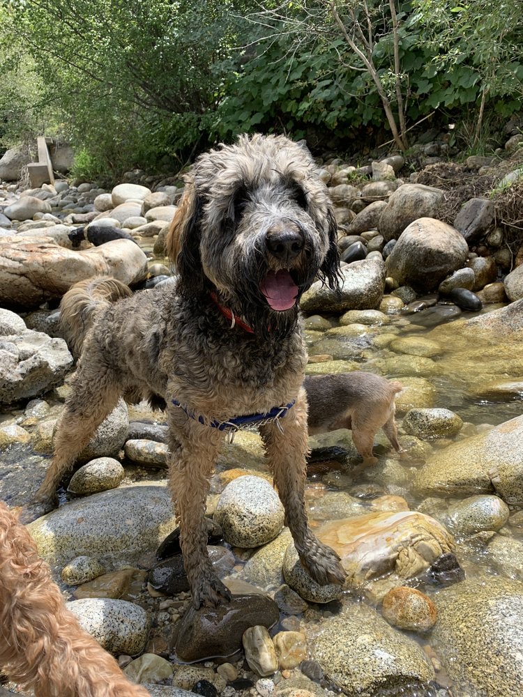Dog Hiking South Jordan