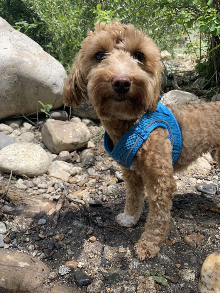 Dog Hiking South Jordan