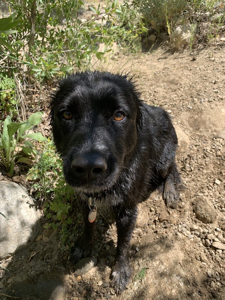 Dog Hiking 