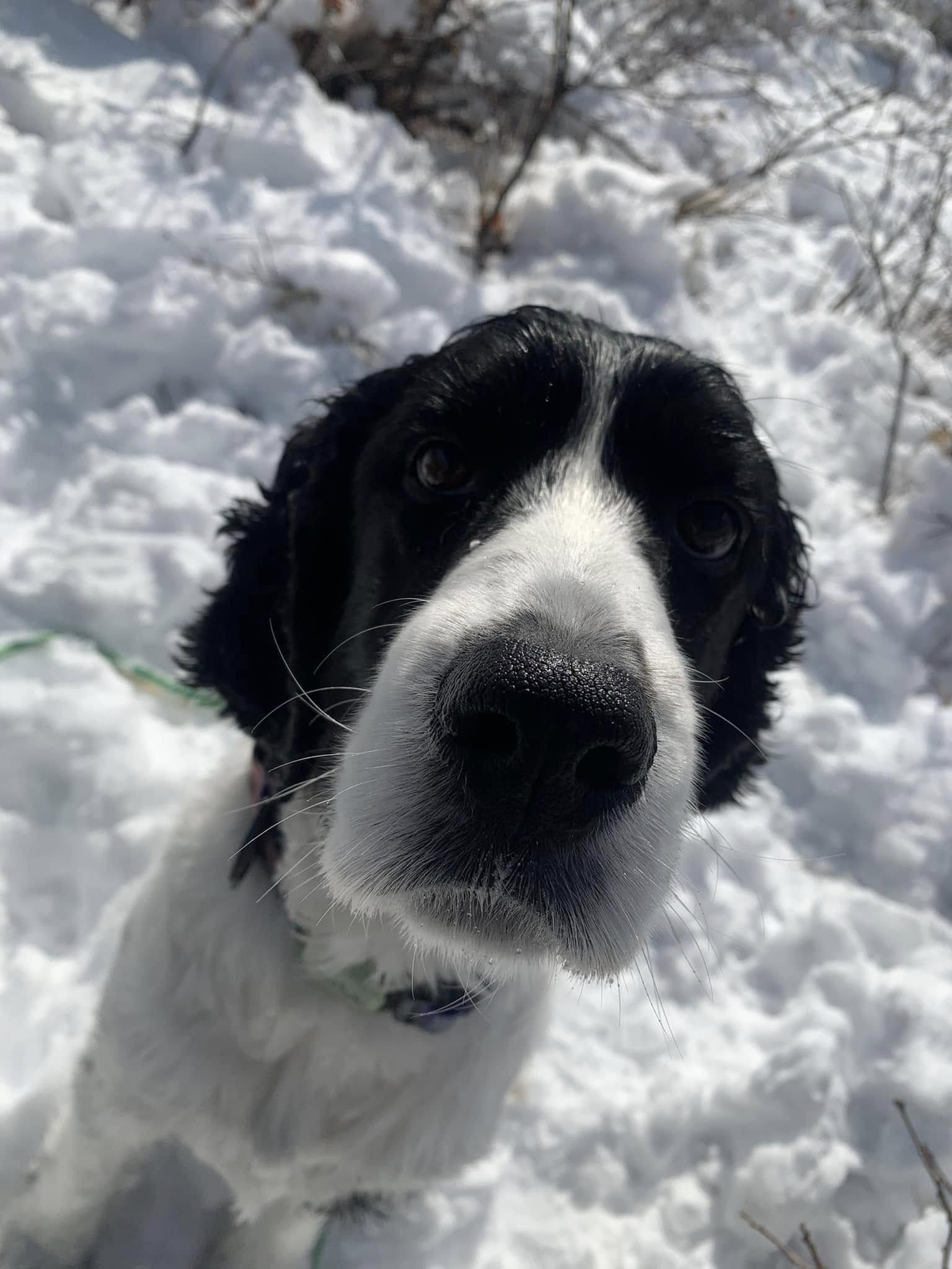 Dog Nervous System Repair 
