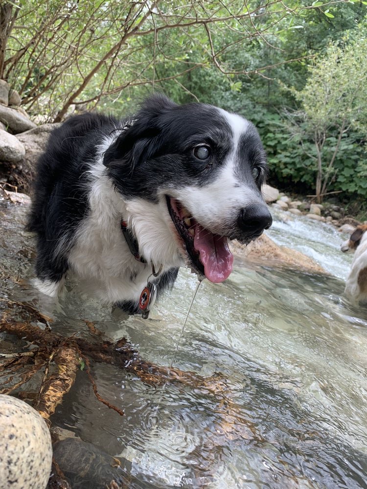 Dog Nervous System Repair South Jordan