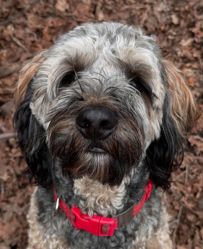 Obedience Training South Jordan