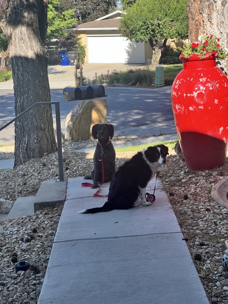 Emotional Support Dog Training