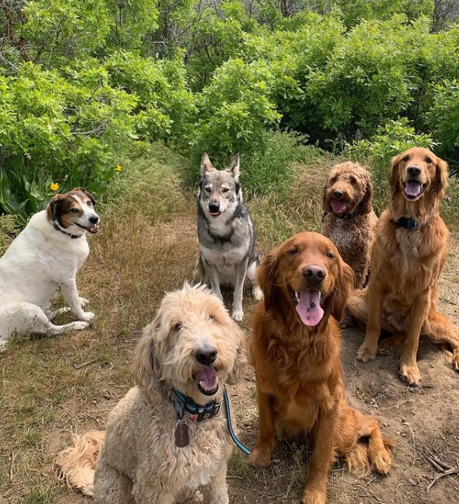  Obedience Training