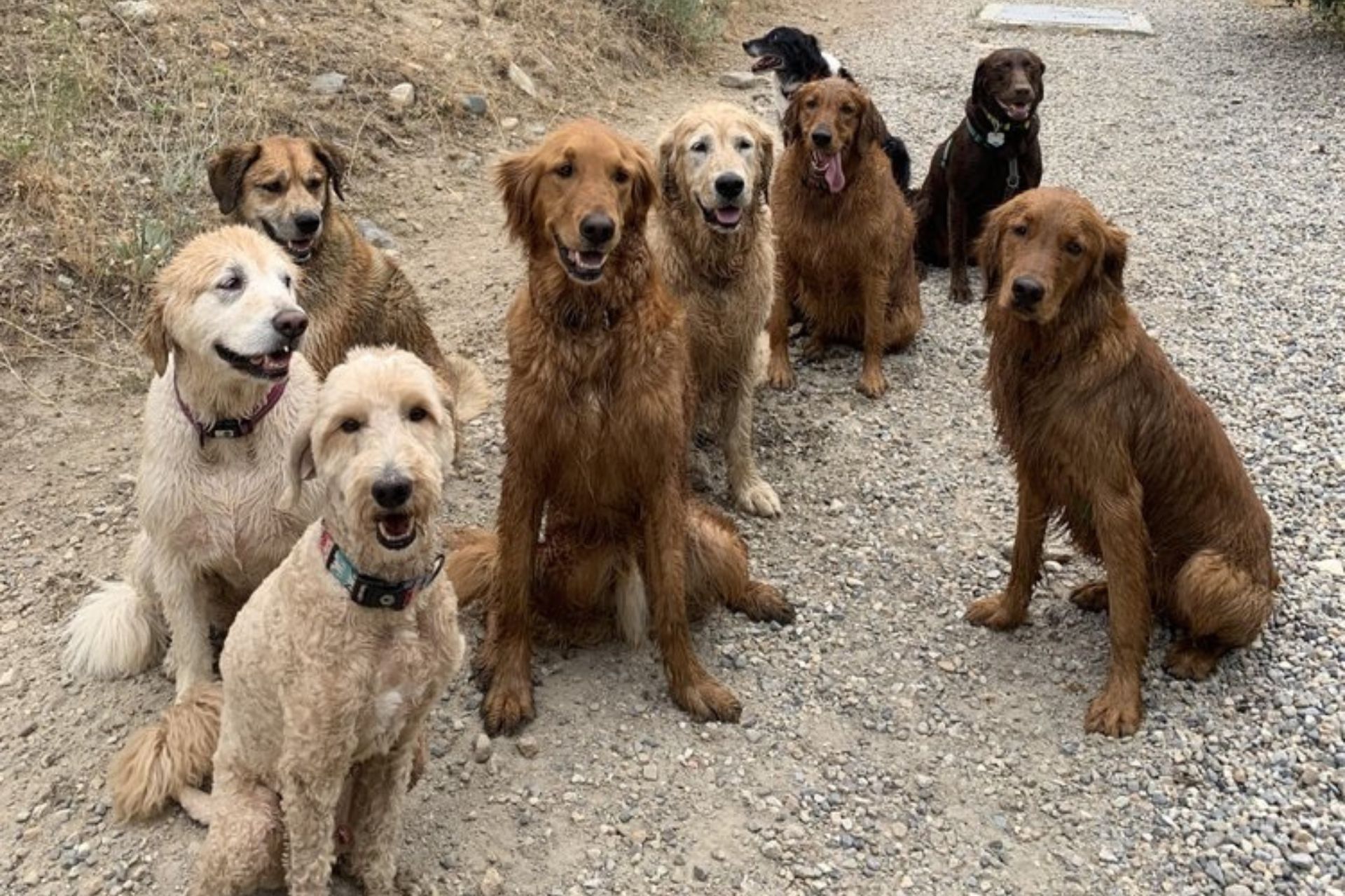 Obedience Training in )